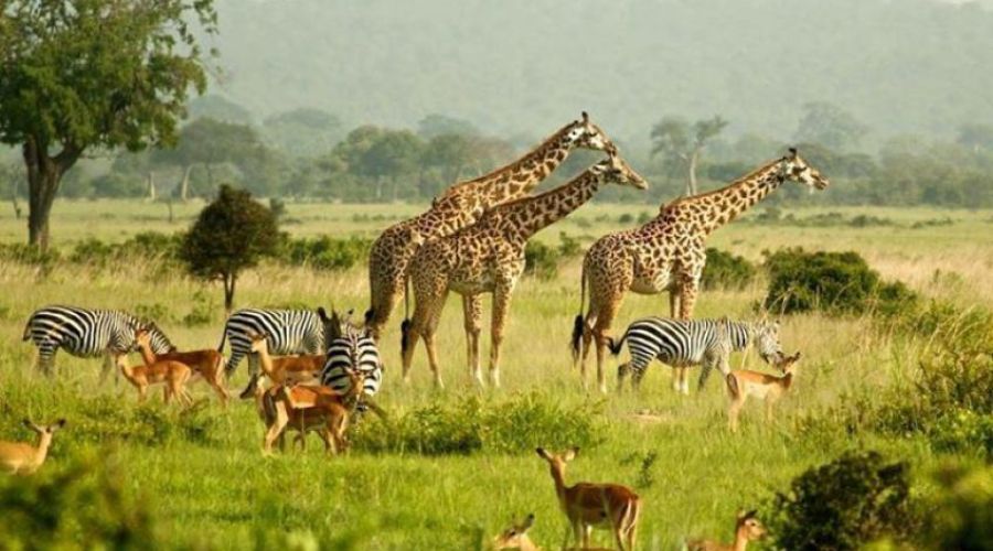 ELEGANT UGANDA Türk Hava Yolları ile 7 Gece